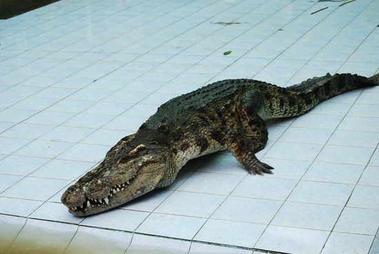 Farma krokodyli na Ko Samui